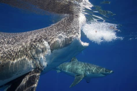 Two Great White Sharks Guadalupe Island Mexico Photograph By David
