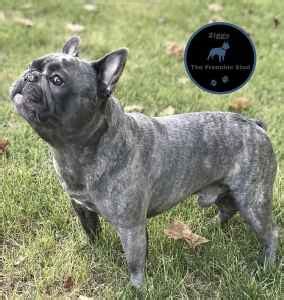 Bulldog names from our readers (share yours too!) names for sweet and chunky bulldogs. Stud Dog - Blue Brindle French Bulldog - Breed Your Dog