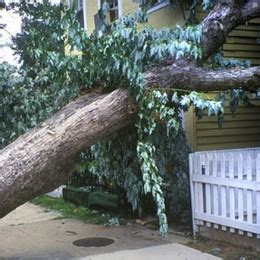 I had them do 5 trees in my yard they we're very professional. Gonzalez Tree Service Wilmington, NC | Tree Removal