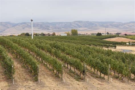 Premium Photo Vineyard View Rows With Rolling Hills Landscape In