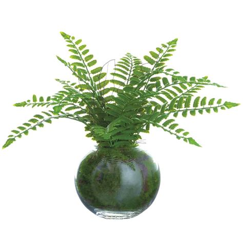 There are 4307 cactus in vase for. Artificial 12″ Boston Fern Plant in Glass Vase in Re ...