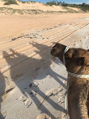 Spectacular views, knowledgeable guides, delicious cuisine and an exciting beach camel ride in rancho definitely a trip to remember! Broome Camel Safaris - 2019 All You Need to Know BEFORE ...