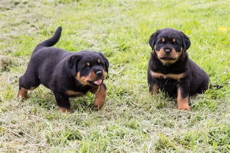 Males are good with children. Rottweiler Puppies For Sale | Southwest Philadelphia, PA ...