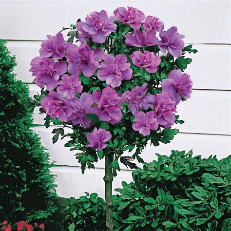 Spring Hill Nurseries Ardens Althea Hibiscus Tree Live Bare Root Plant