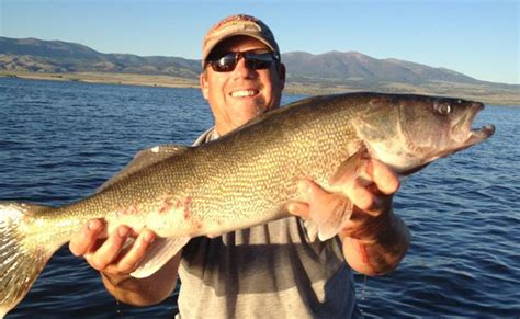 Big Fish Caught Getting Ready For The Canyon Ferry Walleye Festival