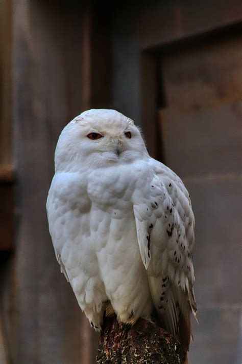 Snowy Owl Burung Hantu Putih Foto Gratis Di Pixabay Pixabay