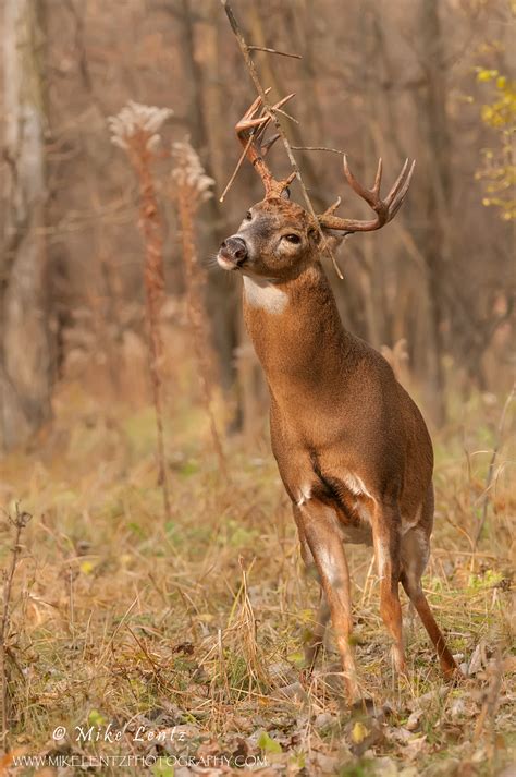 White Tailed Deer Mike Lentz Nature Photography