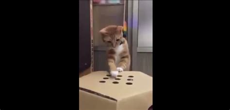 Cat Plays Human Whac A Mole Viral Video Time