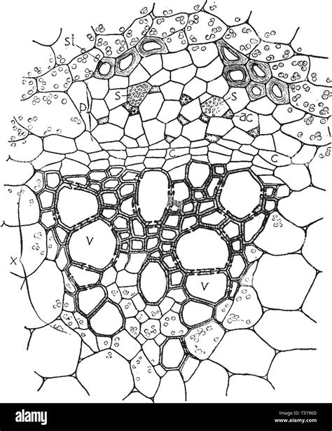 This Image Showing A Vascular Bundle Its Shows Transport System These