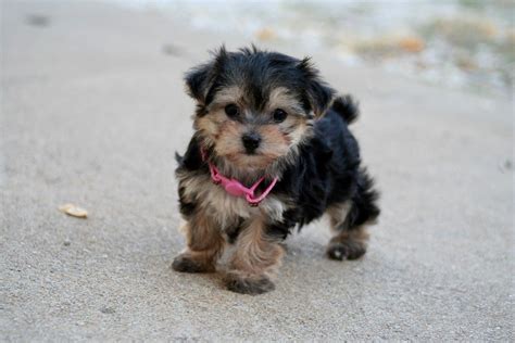 If I Had To Get A Little Pup Maltese Yorkie Maltese Yorkie Mix