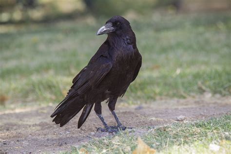 Tips For Identifying Ravens And Crows Houston Chronicle