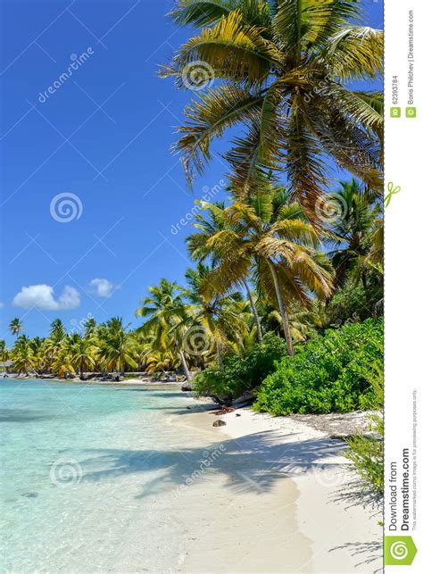 Caribbean Beach With Palm Trees Crystal Water And White