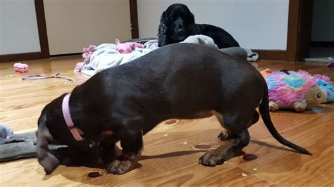 Dachshund Puppy Arched Back Causes And Treatments Explained Sweet
