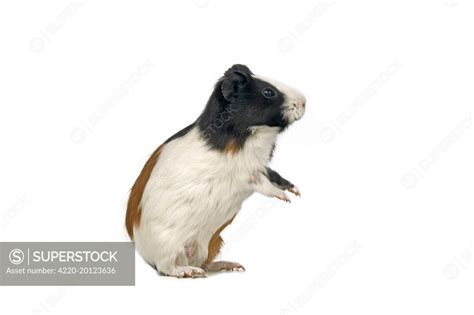 Guinea Pig Standing On Hind Legs Superstock
