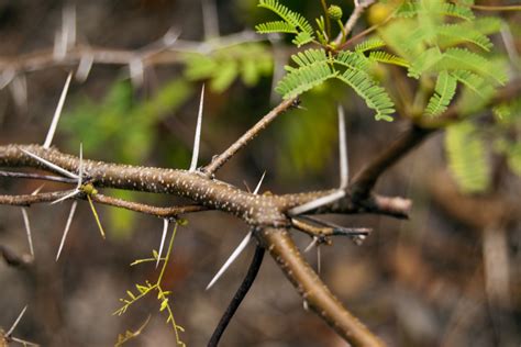 Pineland Acacia Thorns Clippix Etc Educational Photos