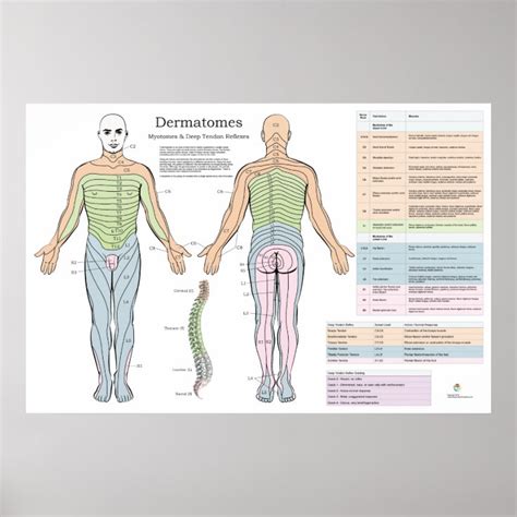Dermatomes Myotomes Reflexes Chart Fomo Porn Sex Picture