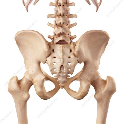 Human Hip Anatomy