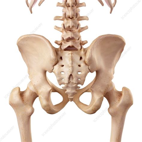 This is a whopping subject so it will take two lesson to cover the bones! Human hip anatomy - Stock Image - F015/7923 - Science Photo Library