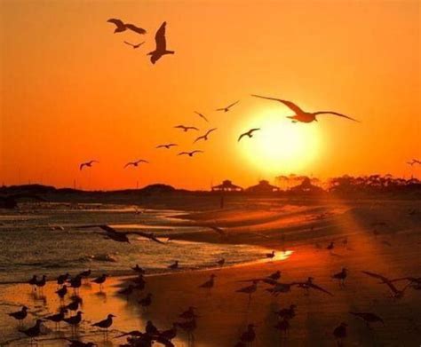 Seagulls At The Sunset Beach Beach Birds Nature Sunset Seagull Hd