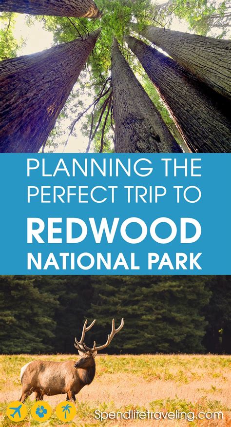 Planning On Visiting Redwood National Park California This Complete