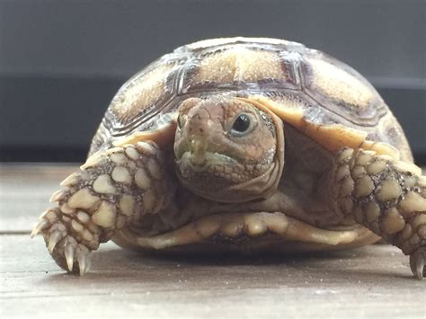 Baby Sulcata Tortoise Tortoise Care