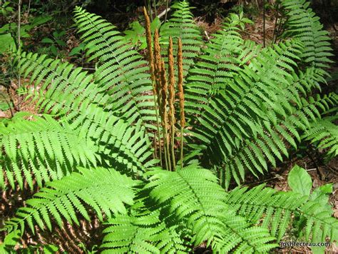 We did not find results for: can you eat cinnamon fern fiddleheads