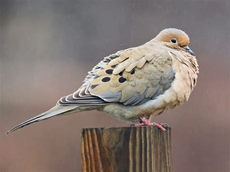 Mourning Dove Celebrate Urban Birds