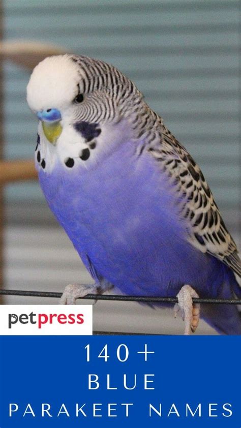 140 Blue Parakeet Names To Give Your Cute Blue Pet Parakeet