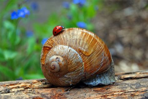 Ein marienkäfer kann ganz schön hungrig sein. Der Marienkäfer erkundet das Haus der Weinbergschnecke ...