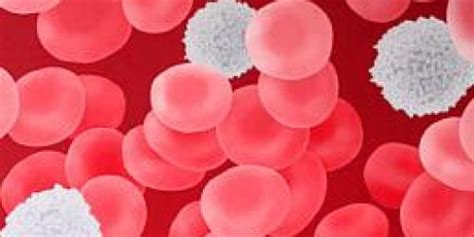 What Does High White Blood Cells Count Indicate Cardiovascular