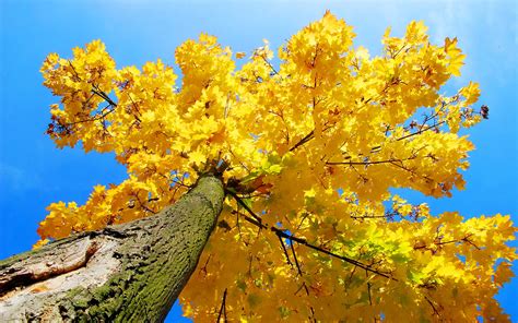 Autumn Yellow Trees Hd Hd Desktop Wallpapers 4k Hd