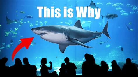 Why No Aquarium Has A Great White Shark Youtube