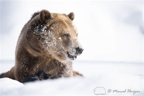 Marcel Huijser Photography Grizzly Bear Ursus Arctos Captive
