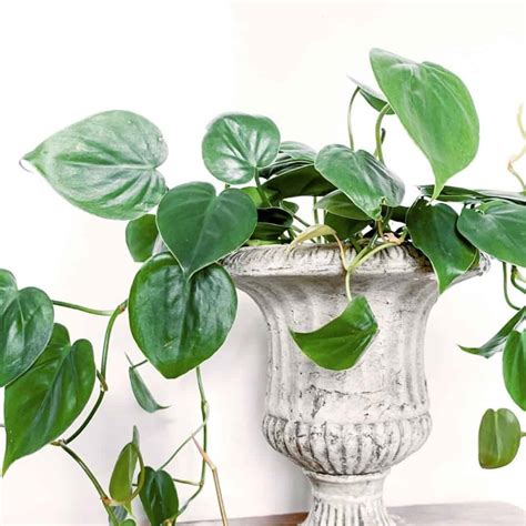 Allow the top inch of the soil to dry out before watering pothos plants again and always water with a good soak. How often should you water a philodendron? - Indoor Plants ...