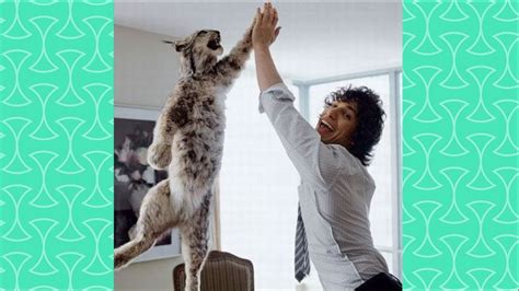 A High Fives With Cats Will Make Your Day Funny Cat