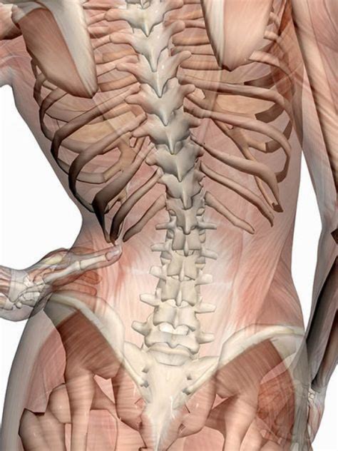 Lower back of your body plays a very important role in keeping your body straight, provides sitting for longer periods can atrophy lower back muscles over time. Pin on Lower Back Pain