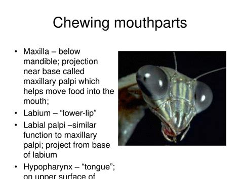 Ppt Insect Mouthparts Powerpoint Presentation Free Download Id1193477