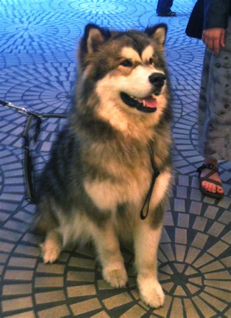 Dog Of The Day Mishka The Alaskan Malamute The Dogs Of San