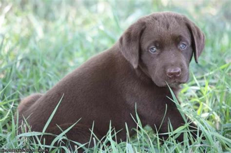 Find chocolate labrador puppies ads in our dogs & puppies category. Chocolate Labrador Puppies For Sale Oregon | PETSIDI