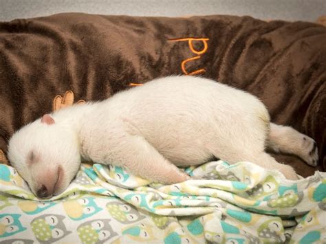 See An Adorable Polar Bear Cub Dream As It Slumbers At An Ohio Zoo