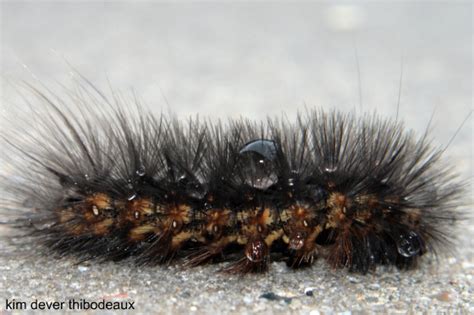 Black Fuzzy Caterpillar Estigmene Acrea Bugguidenet