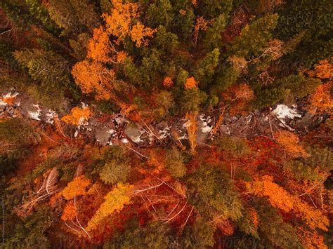 Aerial Autumn Forest By Stocksy Contributor Javier Pardina Stocksy