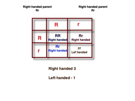 The Gene For Right Handedness Is Dominant Over The