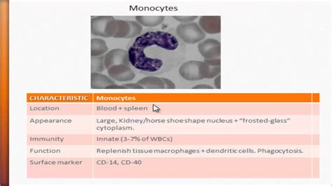 Usmle Immunology Monocytes Youtube