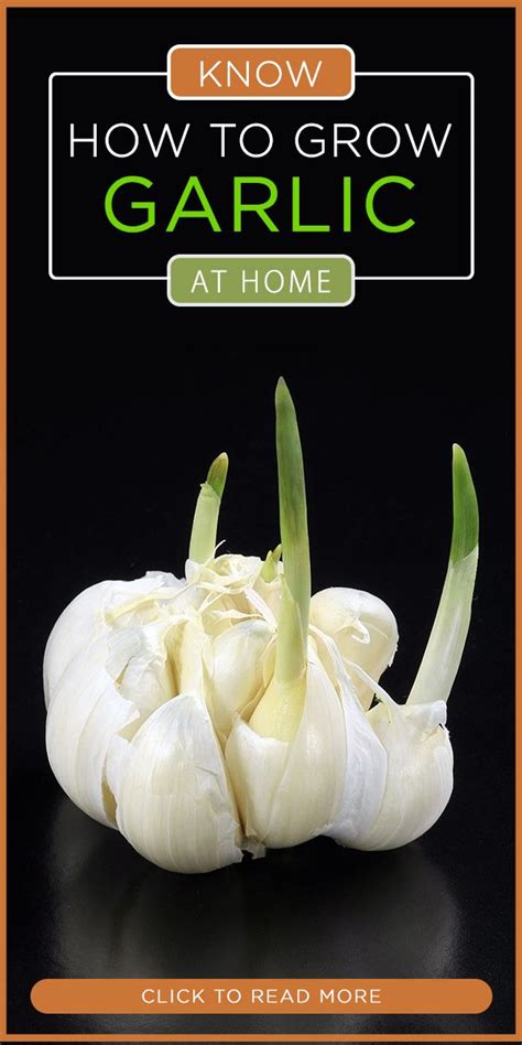 How To Grow An Endless Supply Of Garlic Indoors Growing Garlic