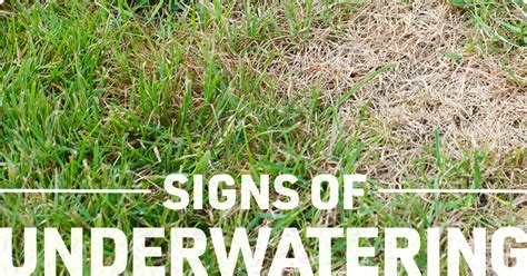 Lawn Watering Guide Are You Overwatering Or Underwatering Your Lawn