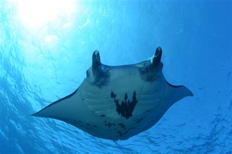 September Is When The Manta Rays Migrate From The Lagoon Of Rangiroa To