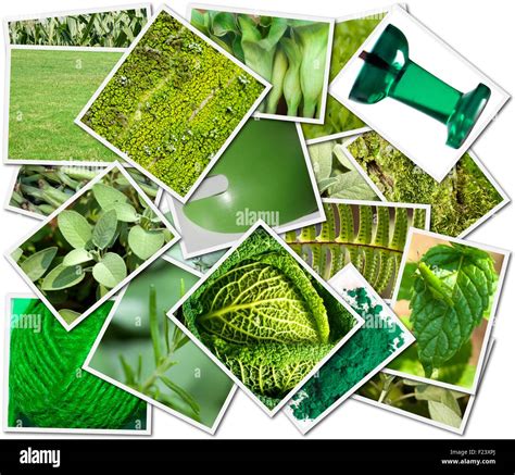 Photos Collage With Green Objects Stock Photo Alamy