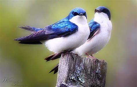 A Pair Of Tree Swallows Nature Birds Birds Beautiful Birds