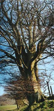 Beech Tree Pictures Photos Images Facts On Beech Trees